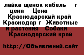 лайка щенок.кабель.1.5г цена  › Цена ­ 11 000 - Краснодарский край, Краснодар г. Животные и растения » Собаки   . Краснодарский край